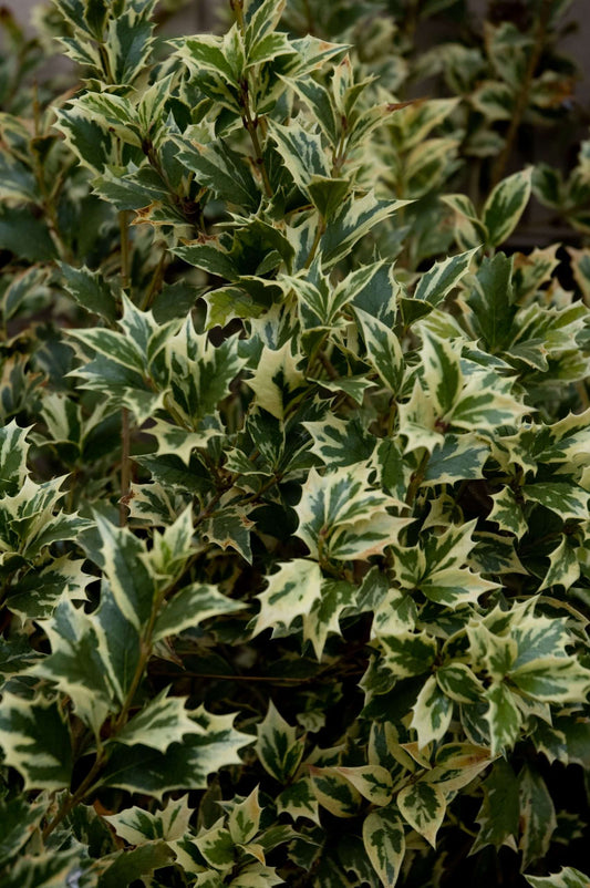 Osmanthus heterophyllus 'Variegatus'