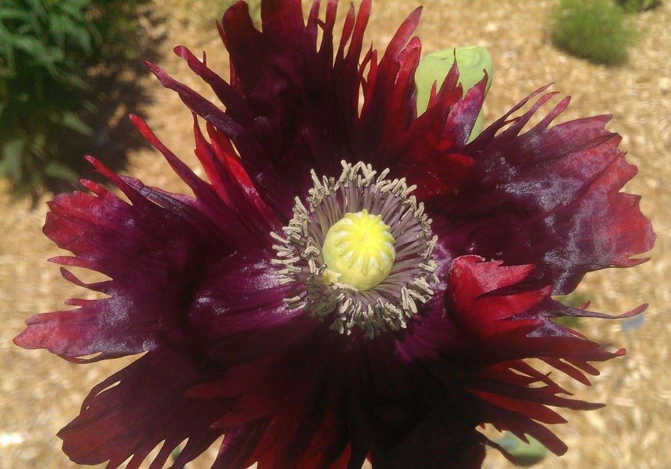 Papaver somniferum 'Drama Queen'