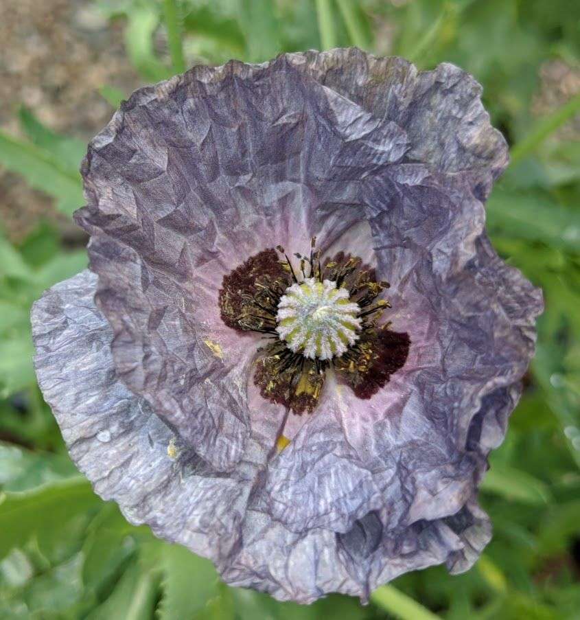 Papaver rhoeas 'Amazing Grey'