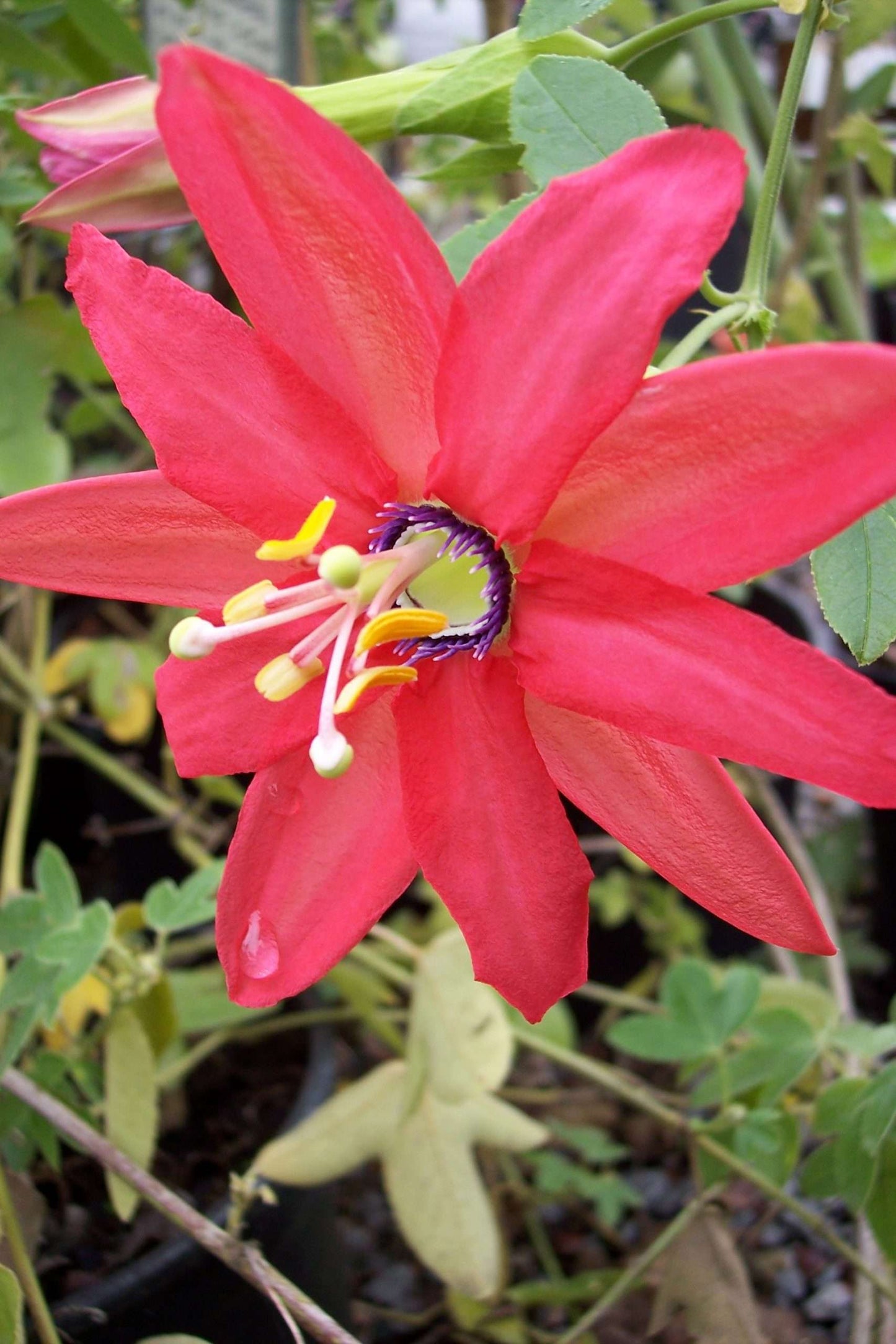 Passiflora 'Coral Sea'