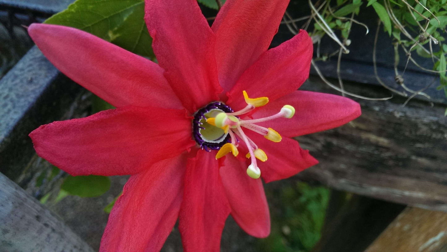 Passiflora 'Coral Sea'