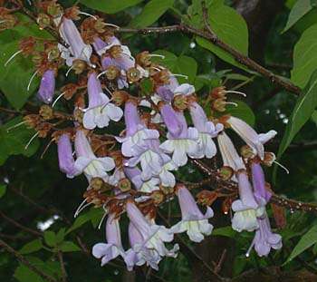 Paulownia tomentosa
