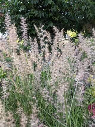 Pennisetum orientale - avail spring 2024