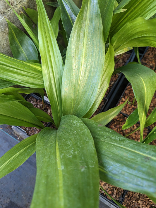 Aspidistra elatior 'Lennon's Song'