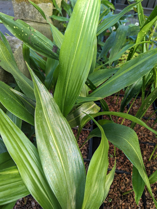 Aspidistra elatior 'Lennon's Song'