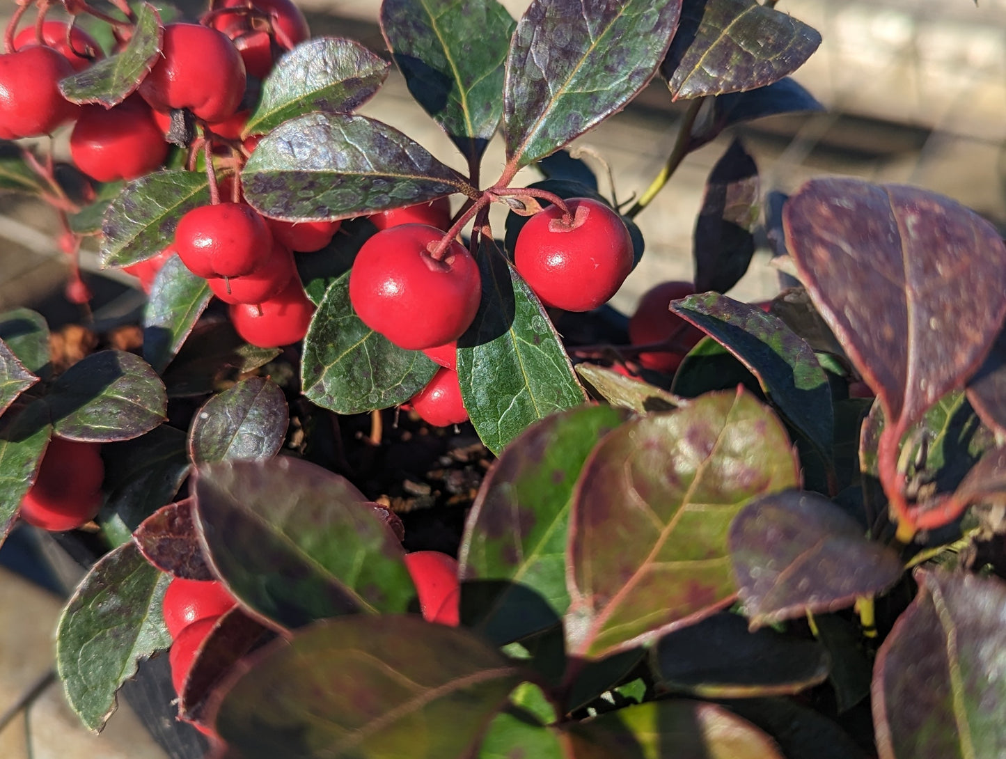 Gaultheria procumbens 'Cherry Berry'