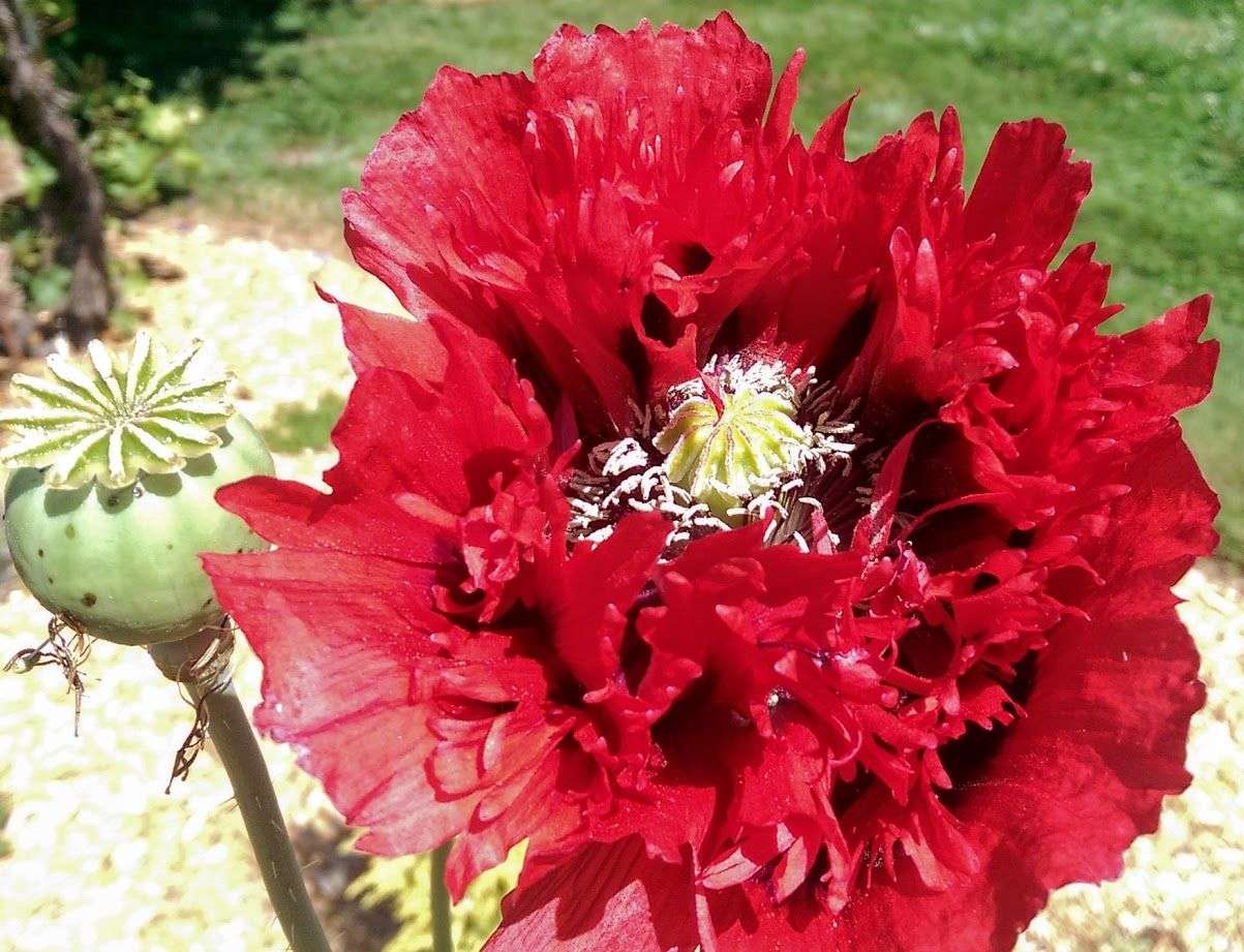 Papaver somniferum 'Naughty Nineties'