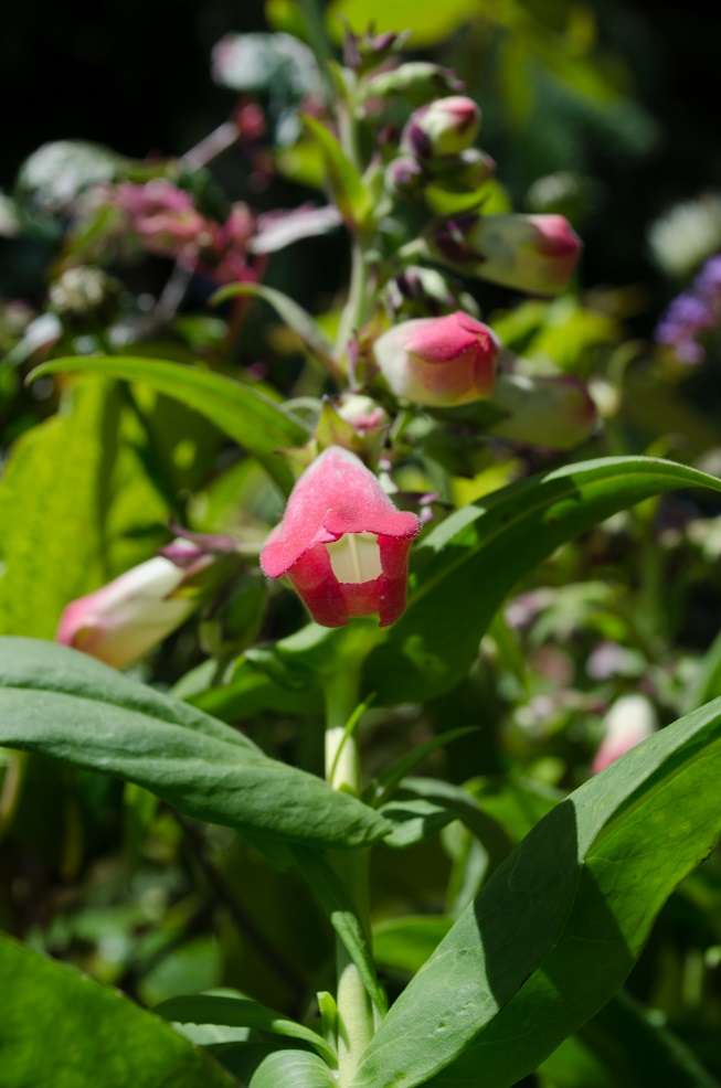 Penstemon 'Apple Blossom'