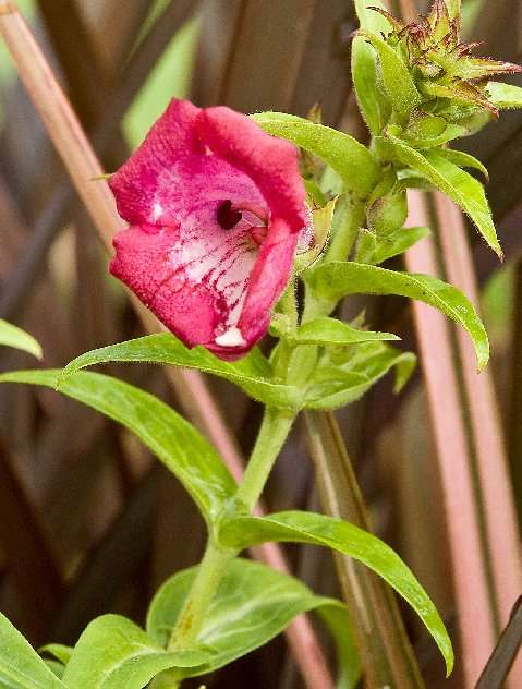 Penstemon 'Bev Jensen'