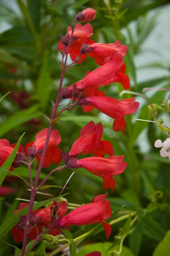 Penstemon 'Firebird'