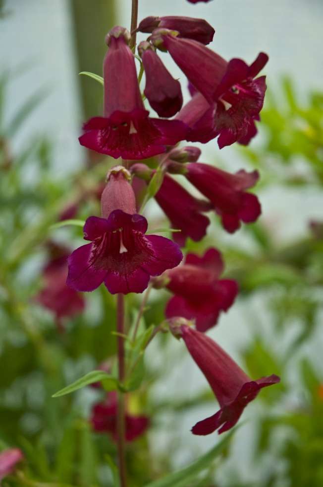 Penstemon 'Rich Ruby'