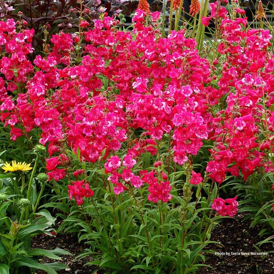 Penstemon ‘Cha Cha Hot Pink’ PP26699