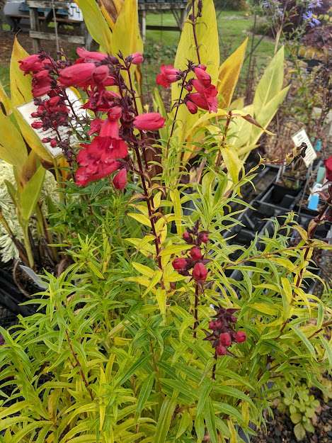 Penstemon 'Cha Cha Cherry'