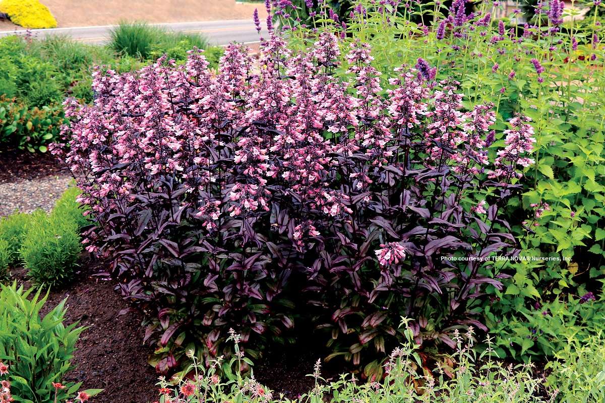 Penstemon ‘Dakota™ Burgundy‘ PP30569