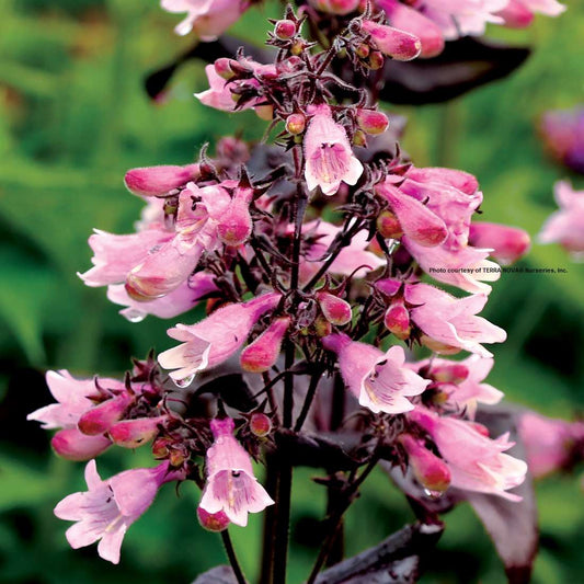 Penstemon ‘Dakota™ Burgundy‘ PP30569
