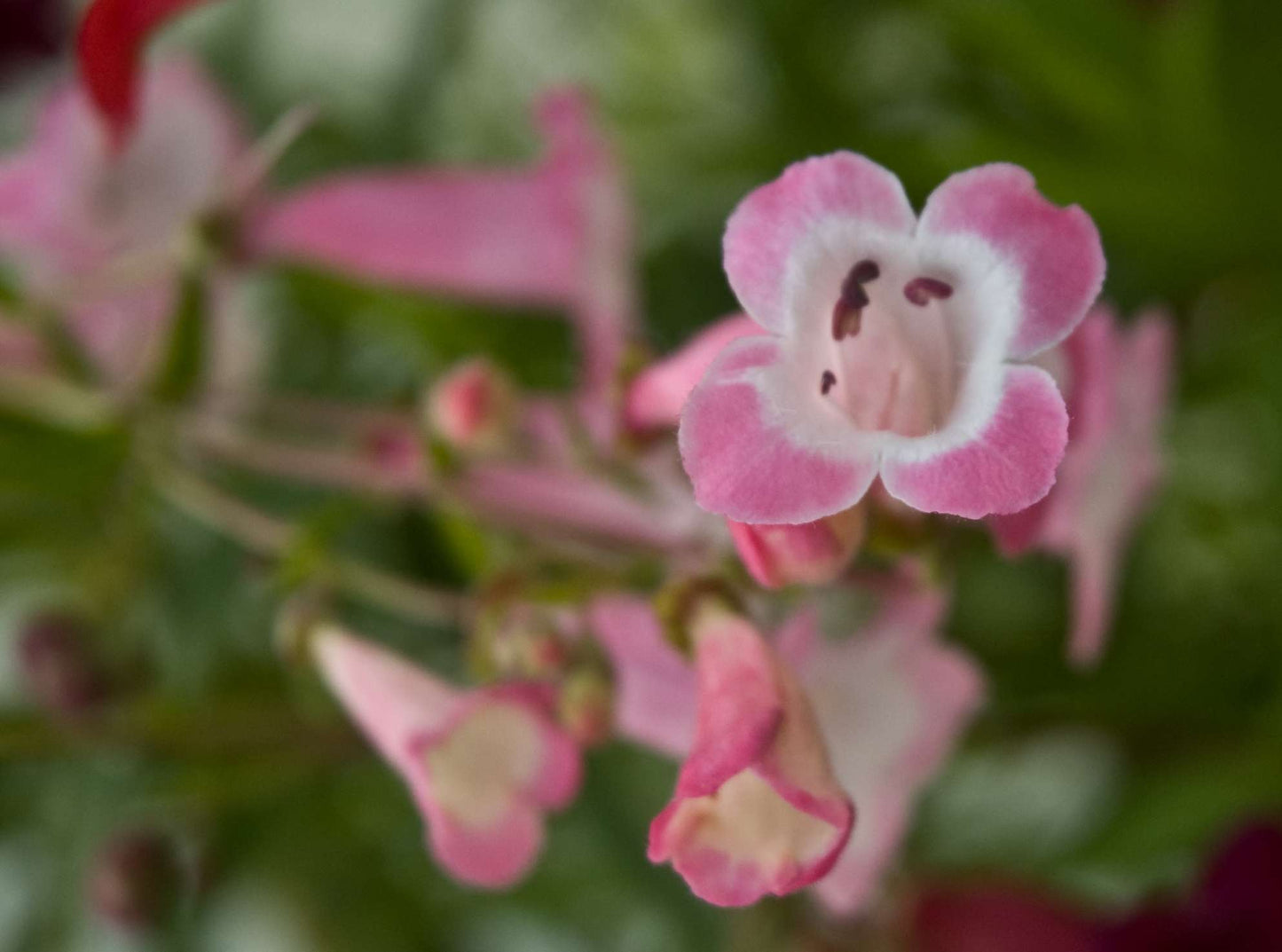Penstemon 'Hidcote Pink'