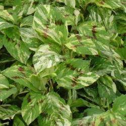 Persicaria virginiana 'Painter's Palette'