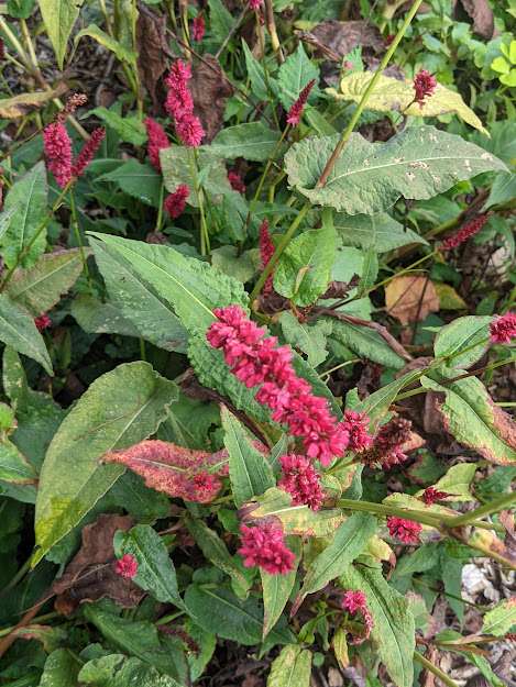 Polygonum amplexicaule ‘Fat Domino‘