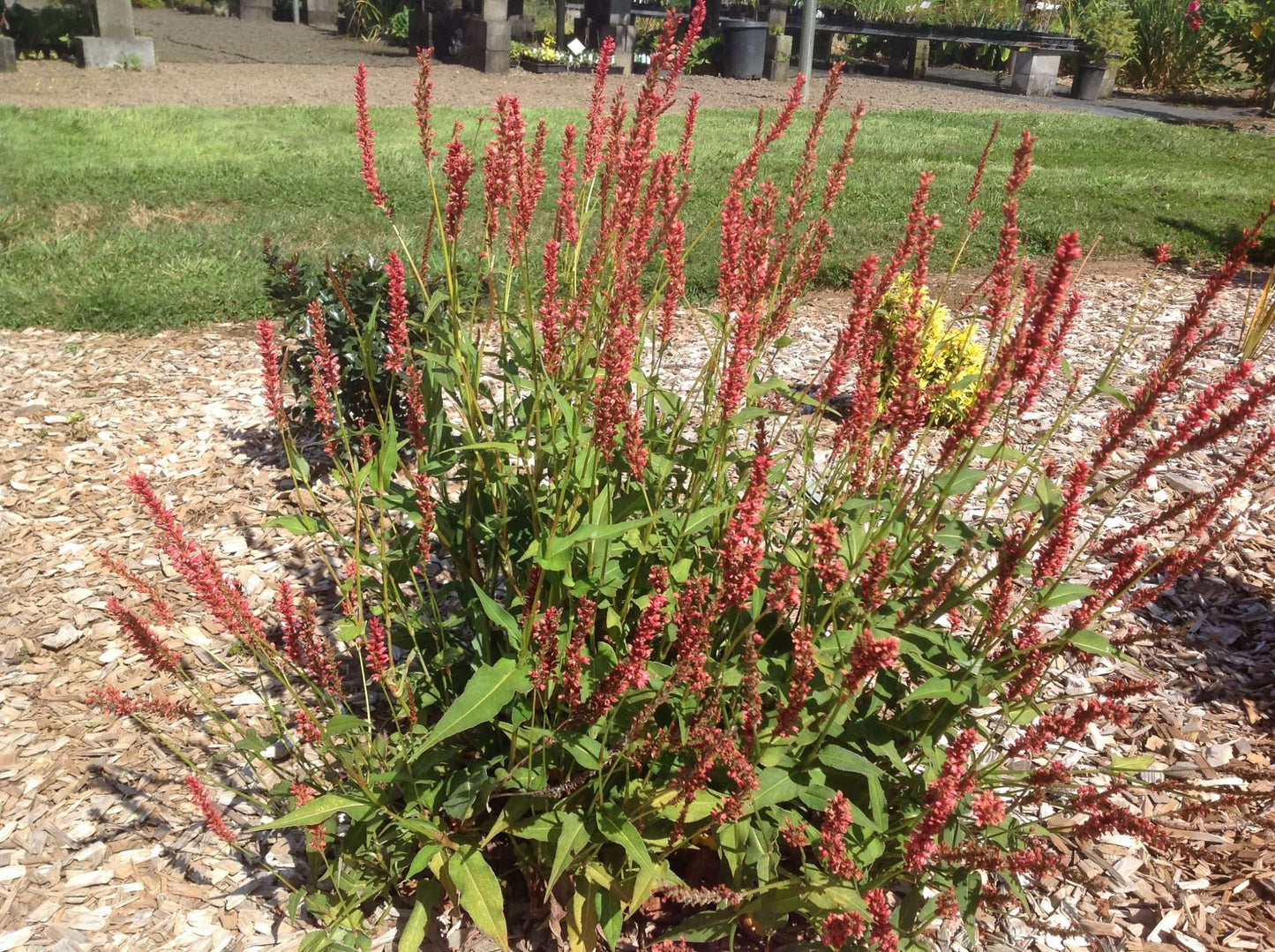 Persicaria amplexicaulis 'Orange Field'