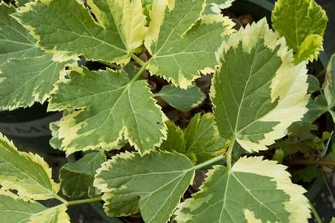 Peucedanum ostruthium 'Daphnis'