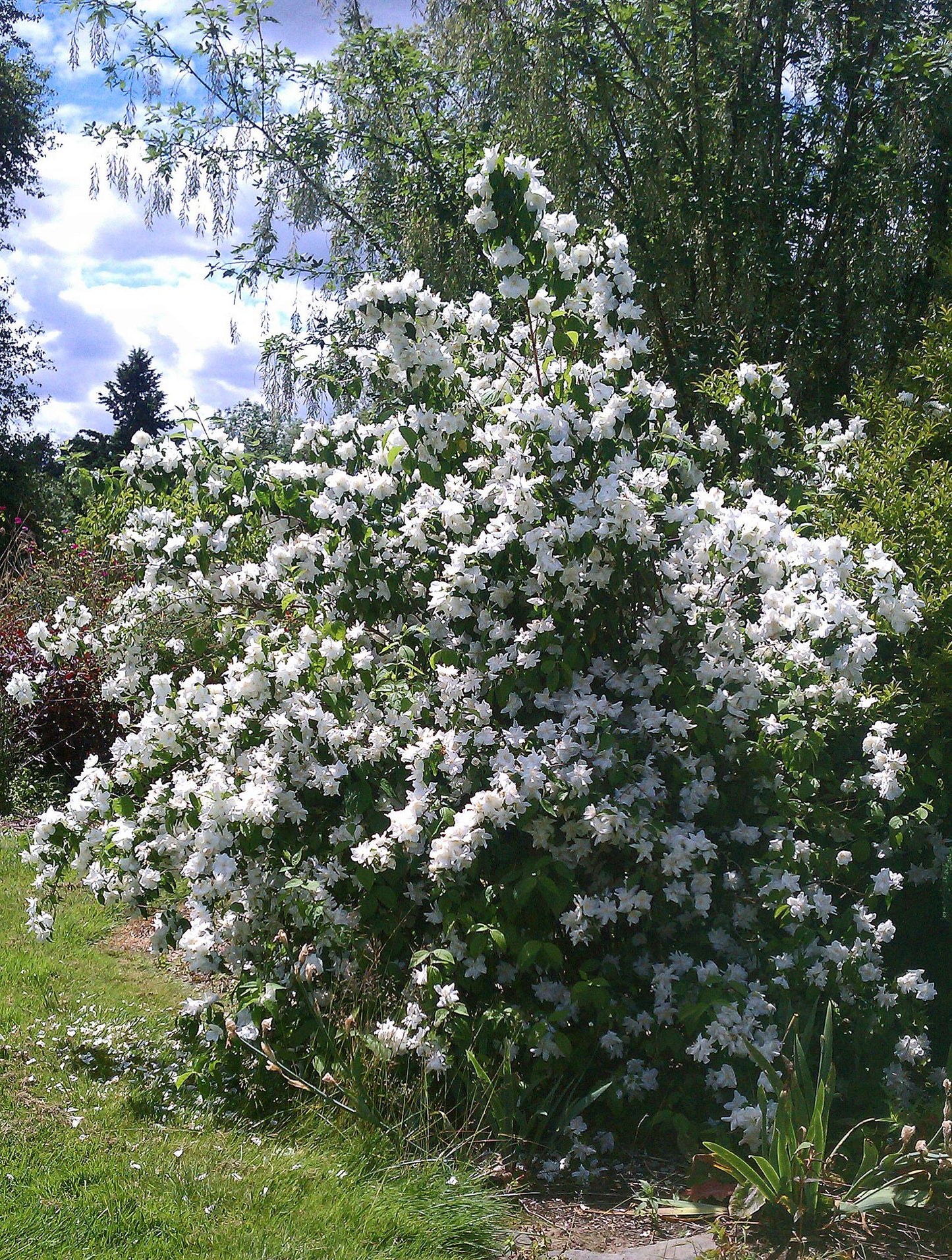 Philadelphus lewisii Snow Velvet
