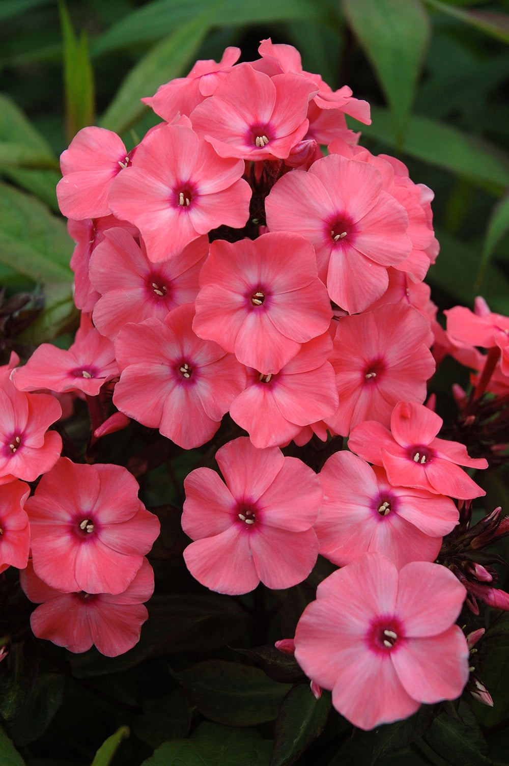 Phlox paniculata ‘Coral Crème Drop’  PP20907