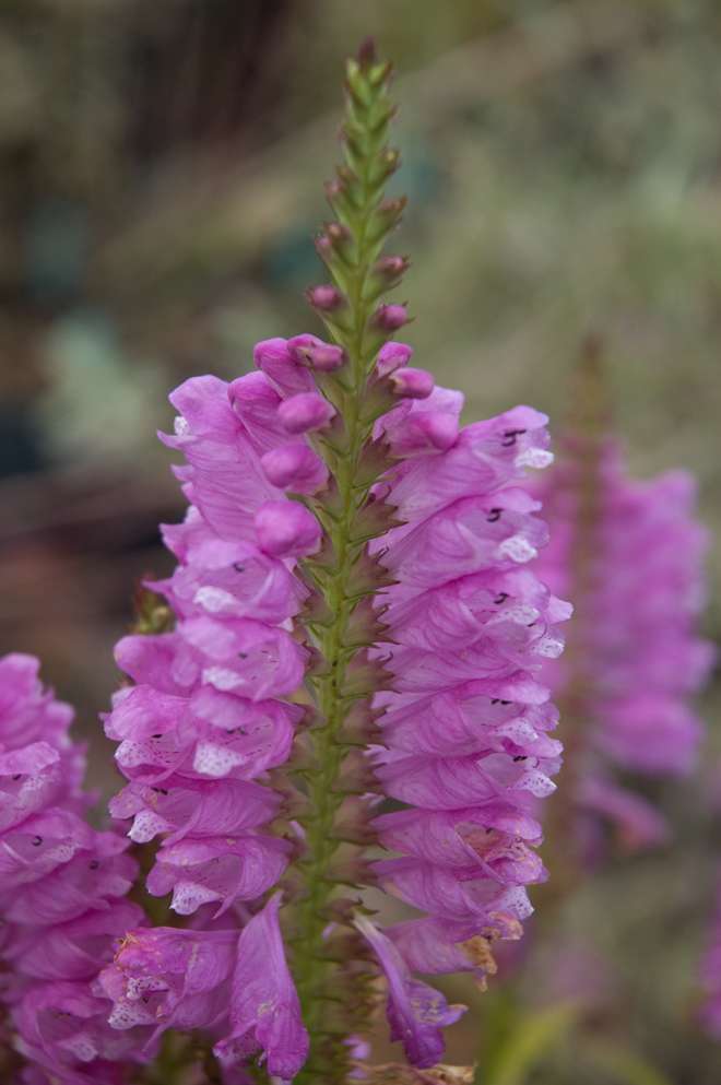 Physostegia virginiana 'Vivid'