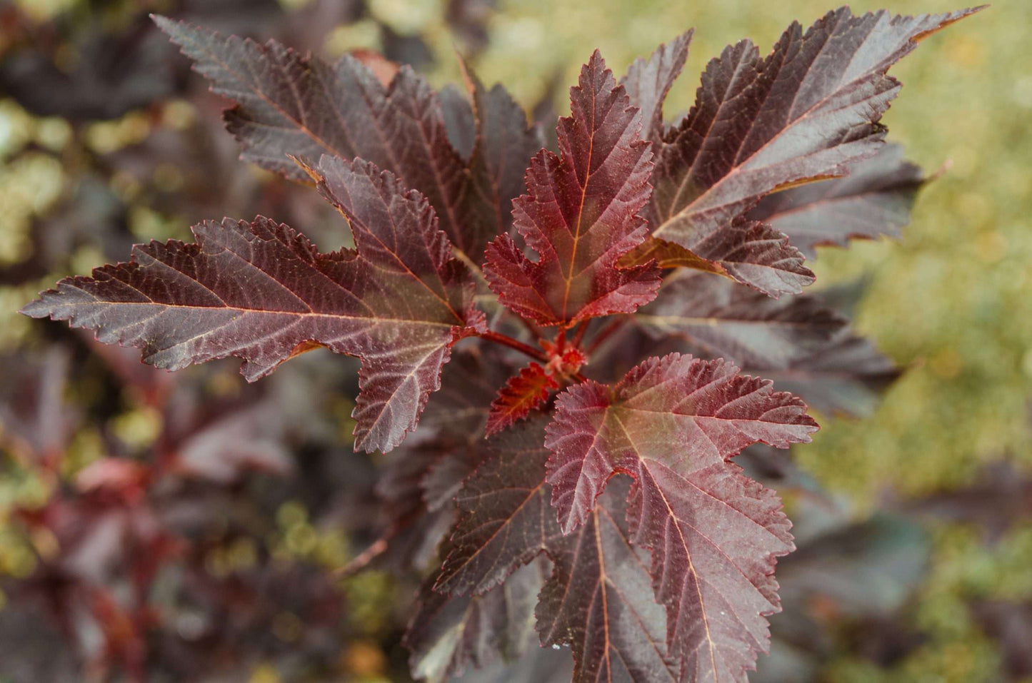 Physocarpus opulifolius Center Glow