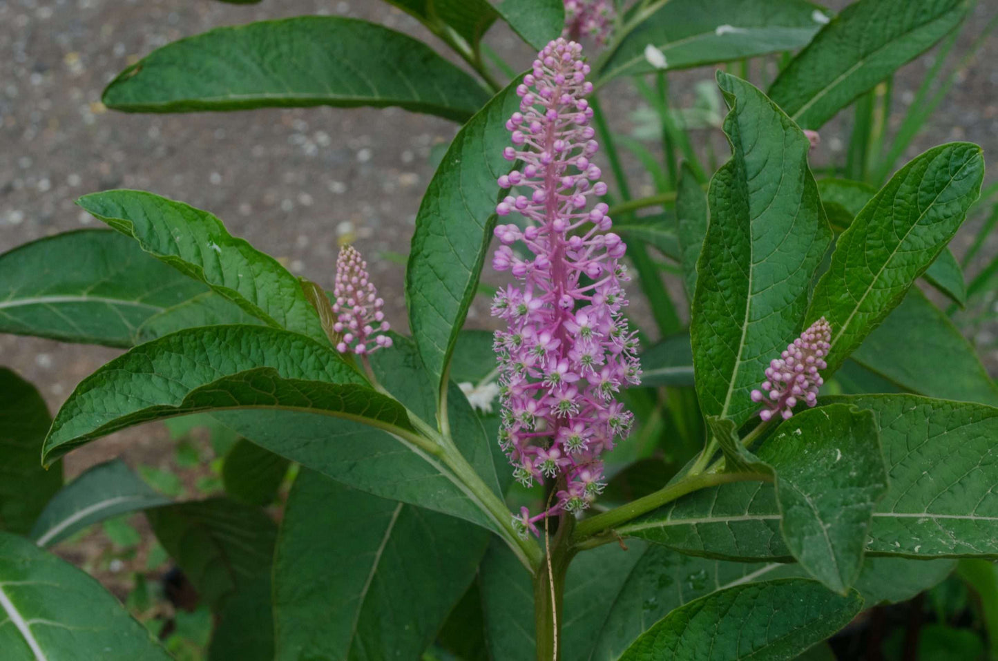 Phytolacca clavigera