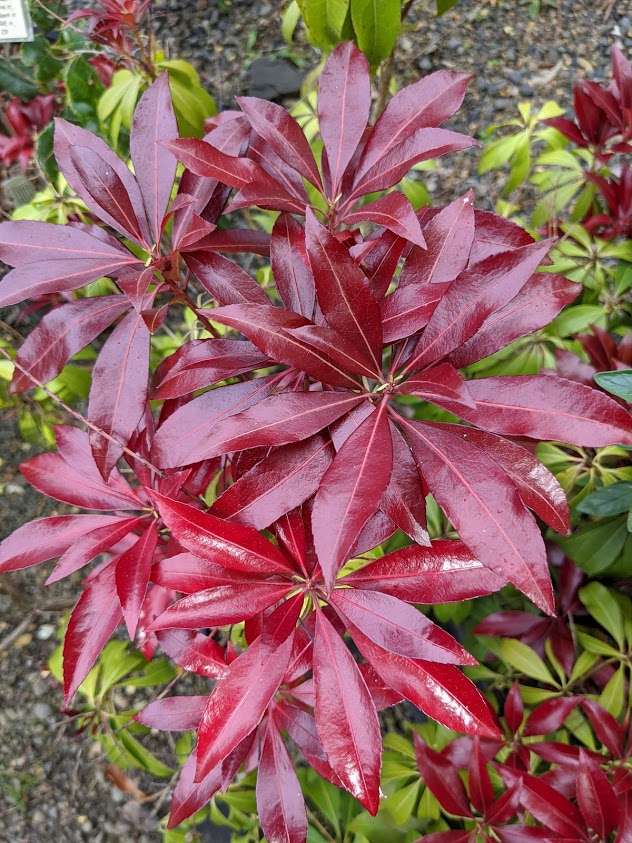 Pieris jaonica 'Katsura'