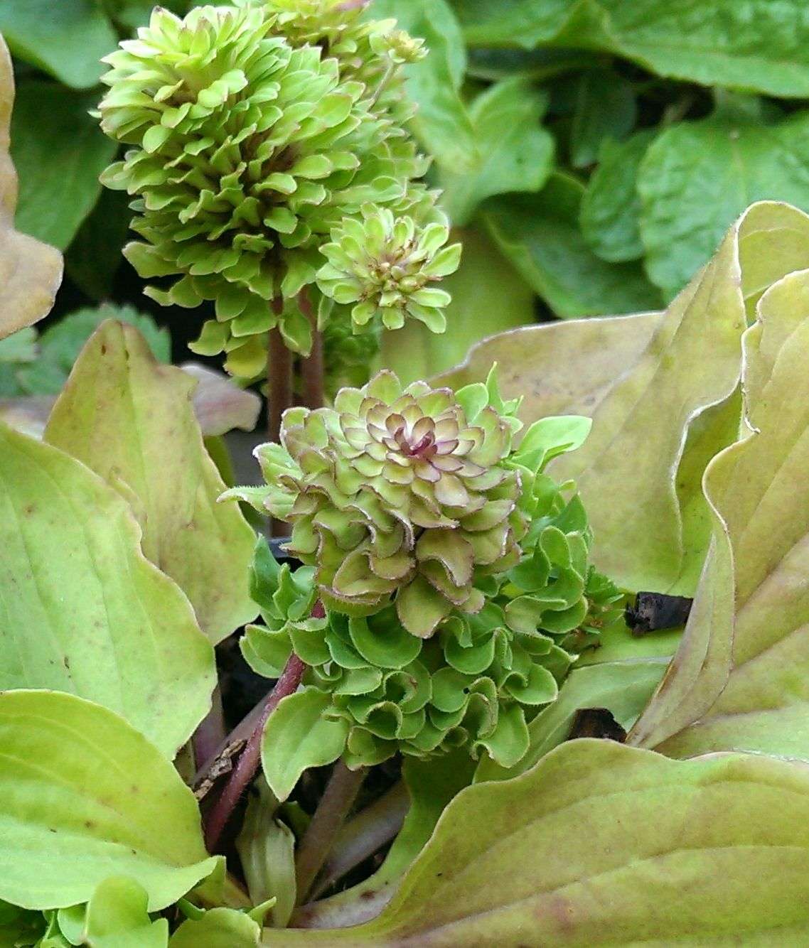 Plantago major 'Rosularis'