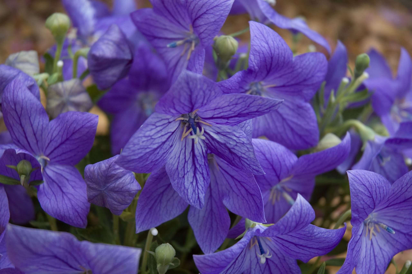 Platycodon grandiflorus 'Mariesii'