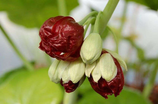 Podophyllum pleianthum