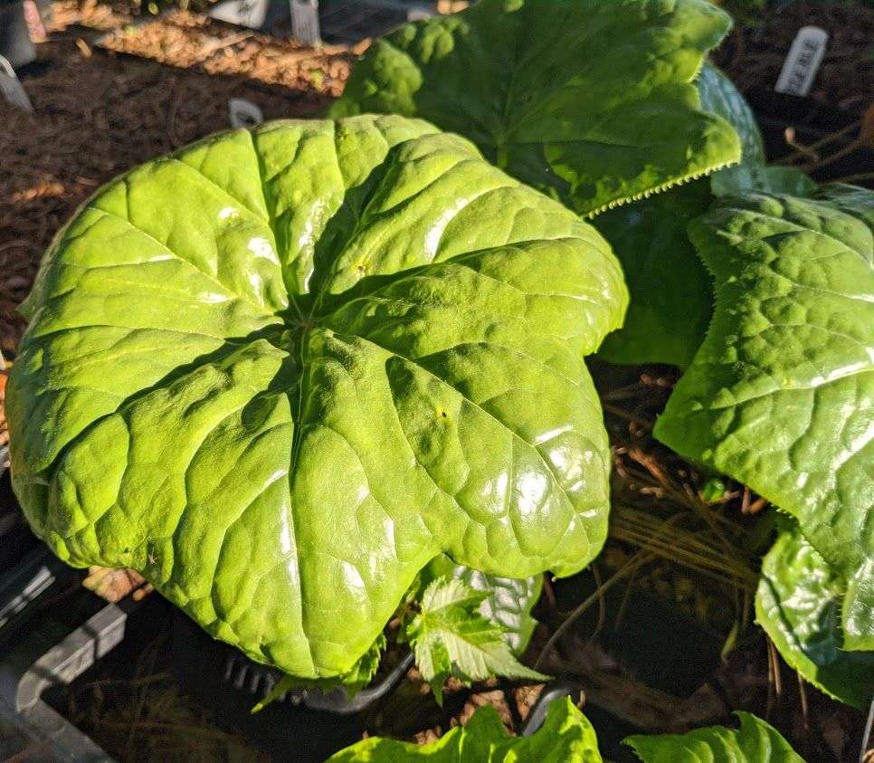 Podophyllum pleianthum