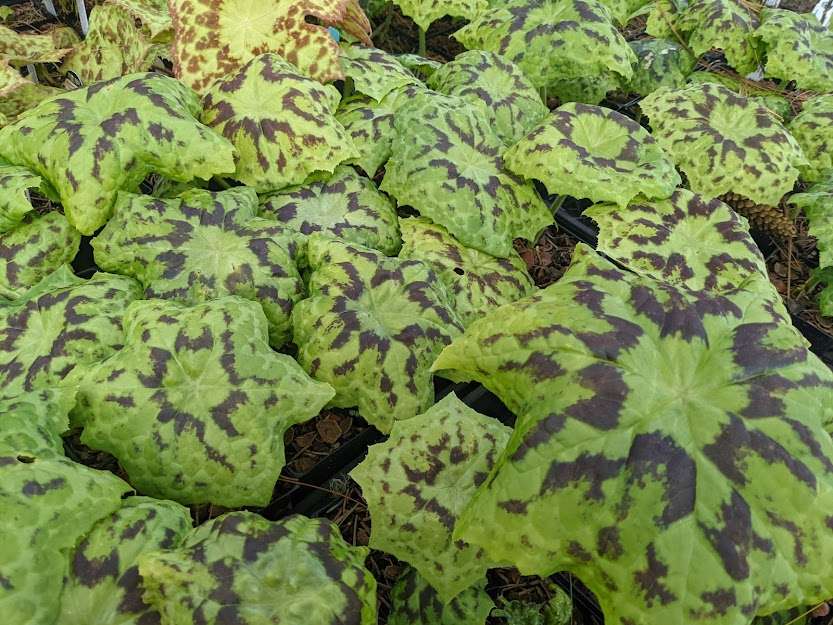 Podophyllum 'Spotty Dotty'