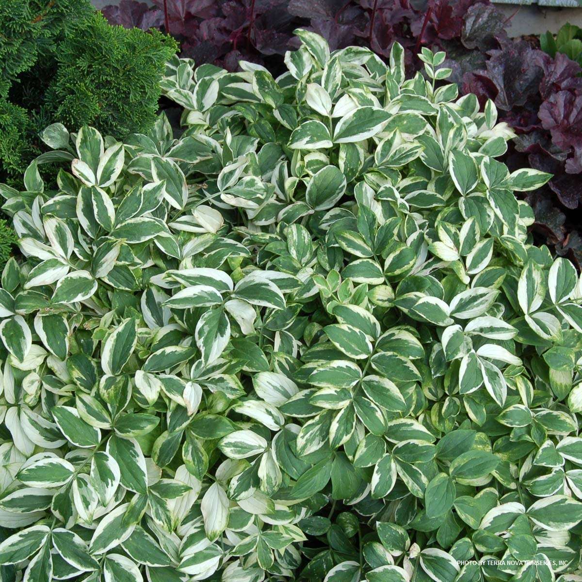 Polemonium reptans 'Stairway to Heaven' PP15187