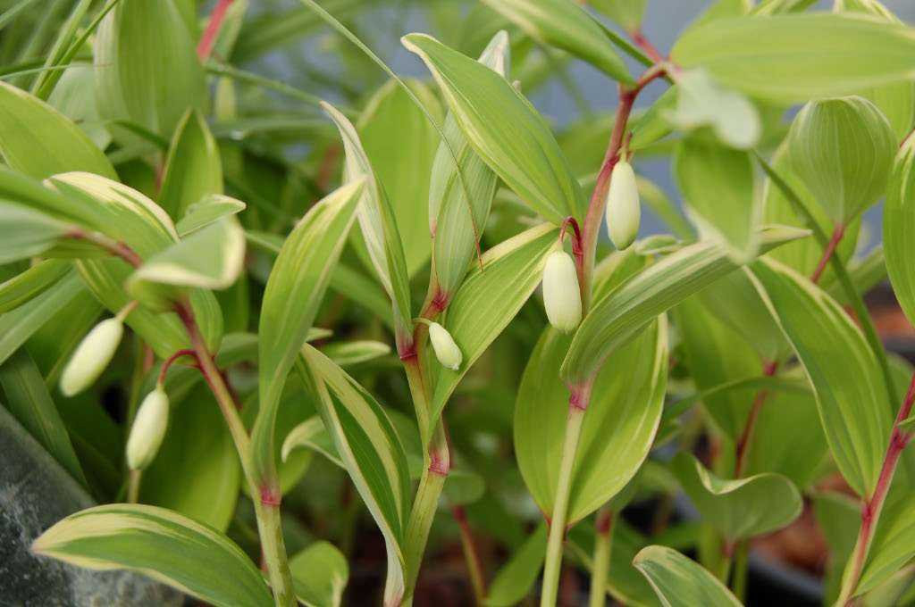 Polygonatum odoratum var. pluriflorum 'Variegatum'