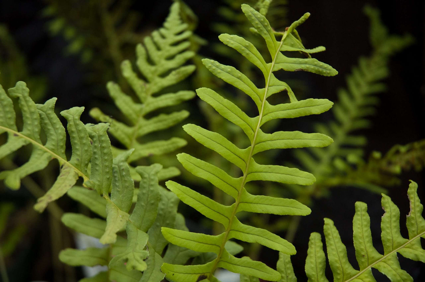 Polypodium vulgarum imbricatum