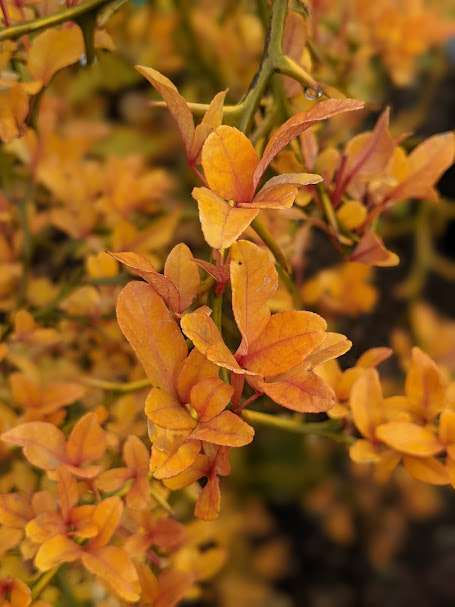 Poncirus trifoliata 'Flying Dragon'