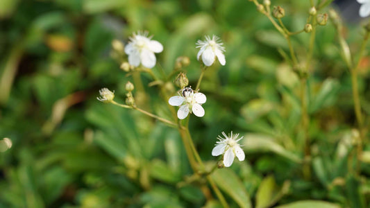 Potentilla tridentata