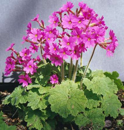 Primula kisoana 'Kyroen'