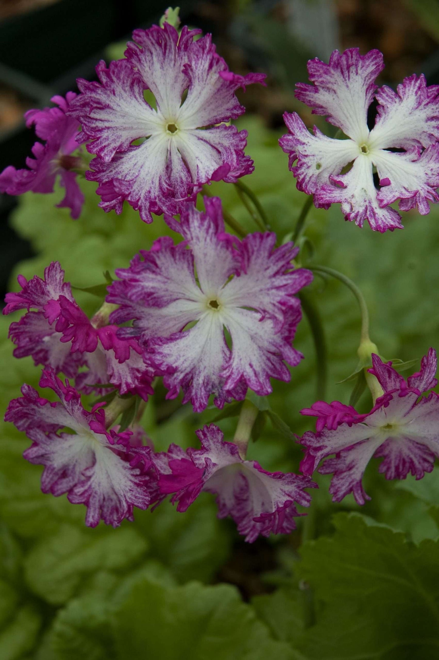 Primula sieboldii 'Lacy Lady'