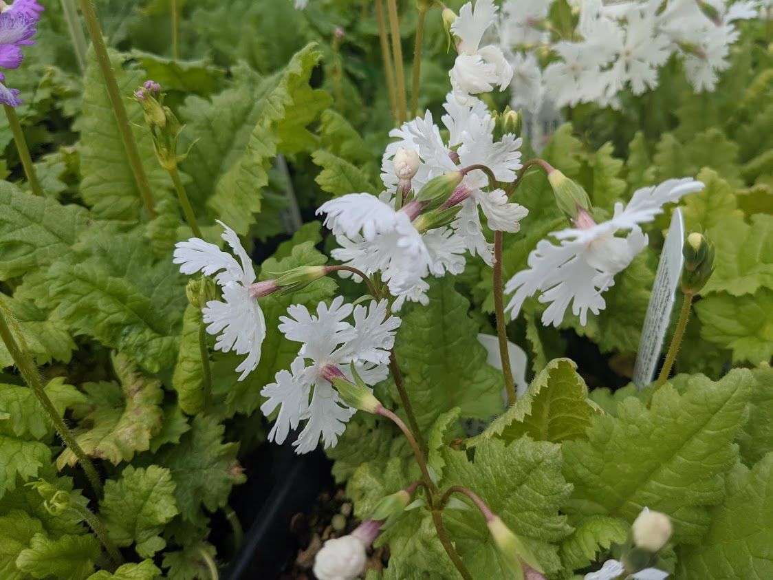 Primula sieboldii 'Late Snow'