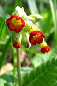 Primula veris 'Sunset Shades'