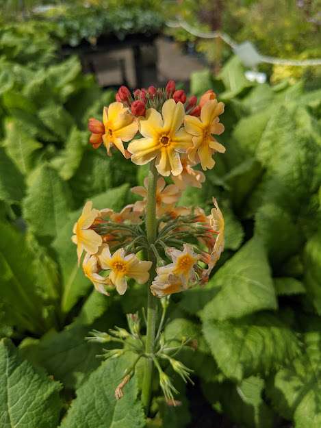 Primula x 'Oriental Sunrise'