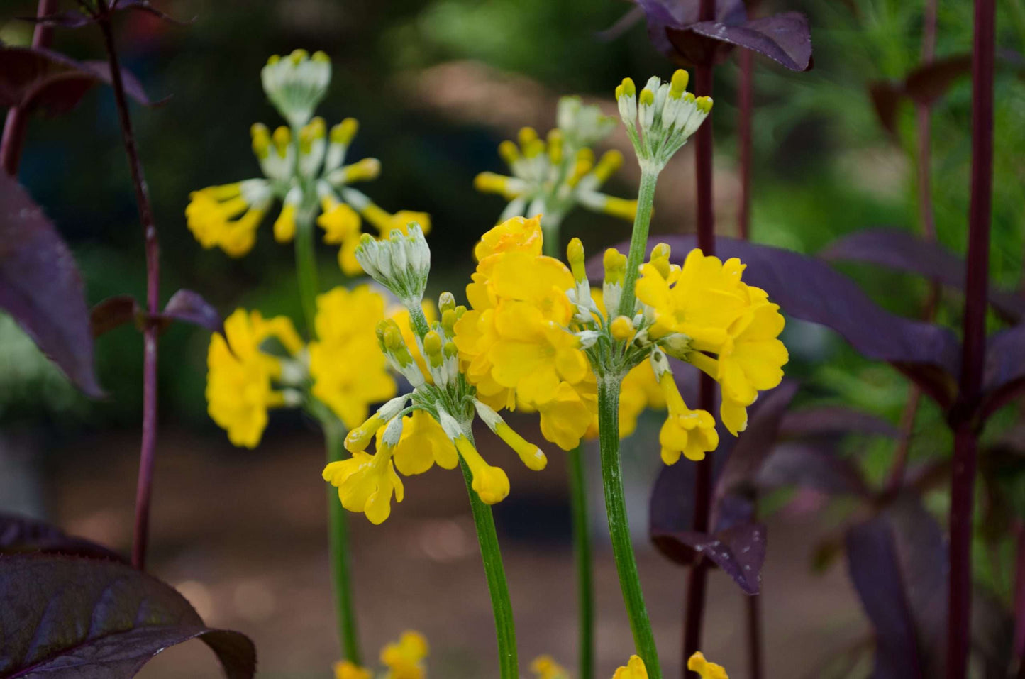 Primula prolifera