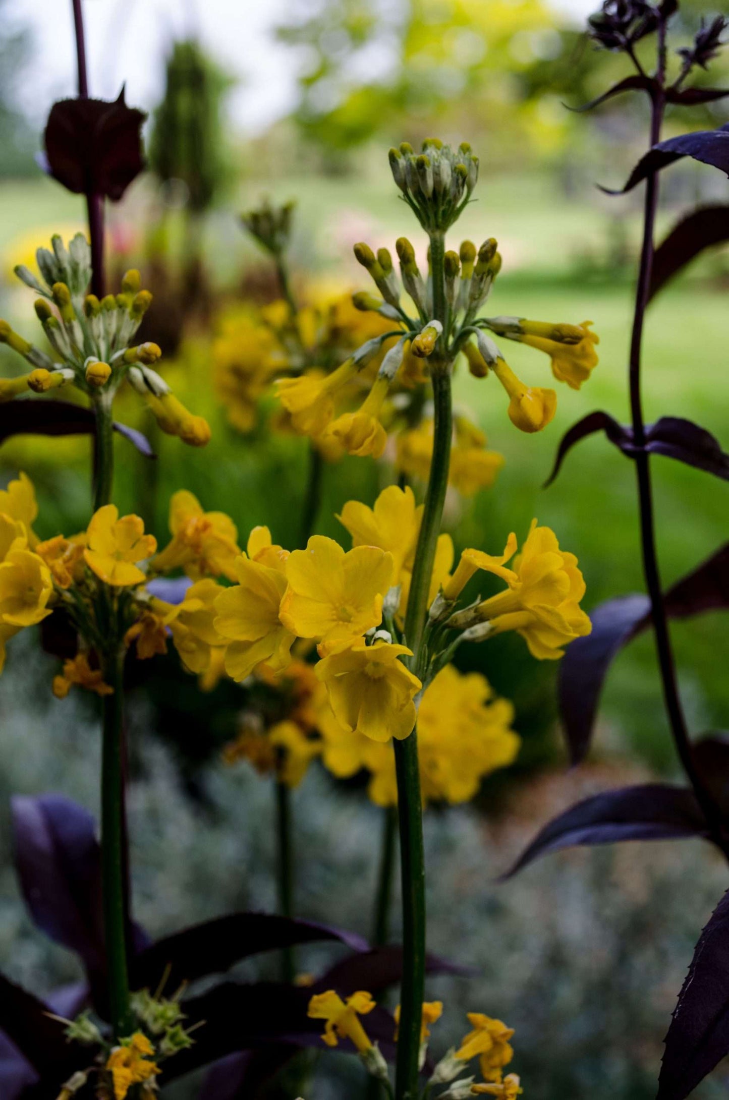 Primula prolifera