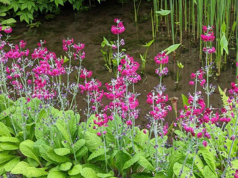 Primula pulverulenta