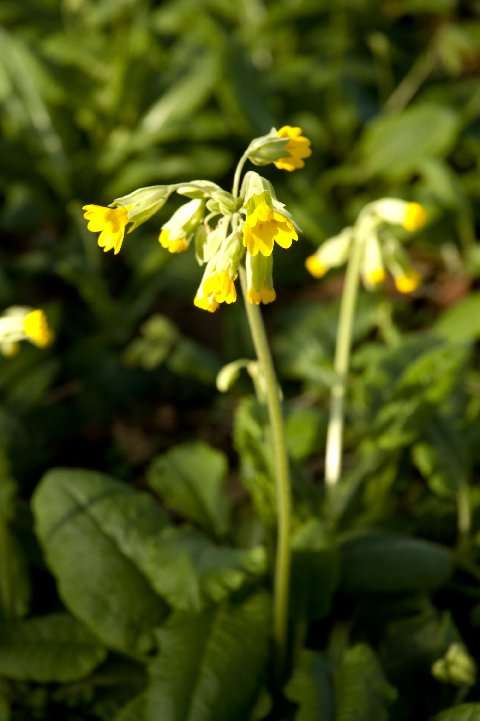 Primula veris