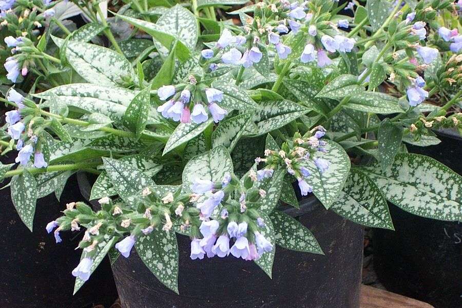 Pulmonaria 'Roy Davidson'